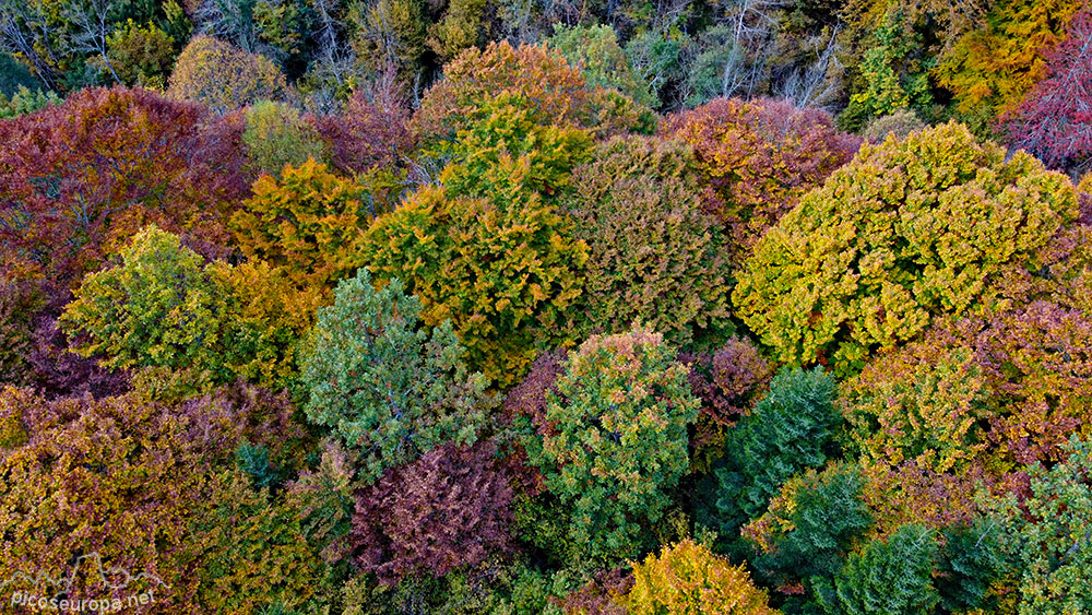 Otoño en la Val Toran, Val d'Aran, Pirineos, Catalunya.